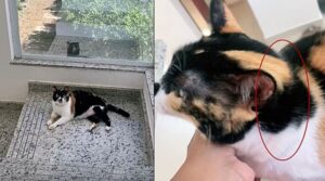 Accarezza la sua dolce gattina e trova una cosa inaspettata: una sorpresa