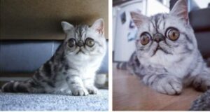 Herman il gatto con gli occhietti particolari conquista il mondo grazie alla sua dolcezza