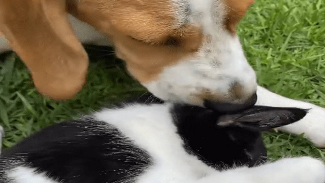il gatto si scambia coccole con il cane