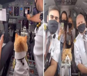 Il pilota porta il suo gatto in uniforme in aereo e tutto l’equipaggio impazzisce per lui