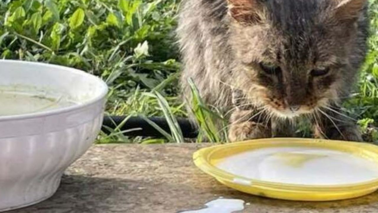 Un gattino di nome Immacolato che beve il latte