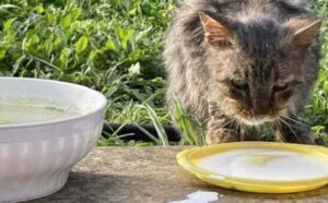 A Lizzanello nasce una colonia felina in memoria di una gattina randagia che non ce l’ha fatta