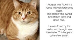 Jacques, la gatta rifiutata da una famiglia perché voleva troppe coccole