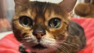 Kira la gattina abbandonata dopo 12 anni di vita insieme alla sua famiglia