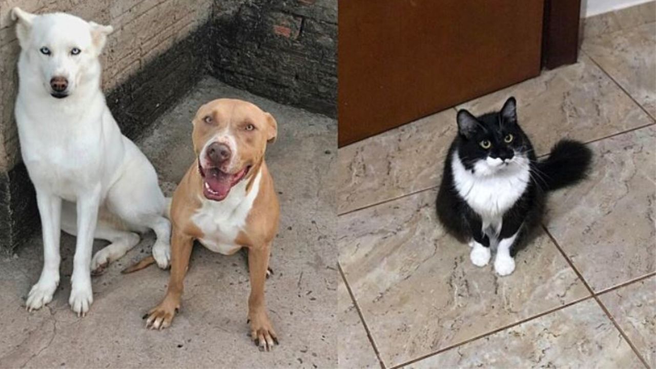 Due cani con un gatto dal mantello bianco e nero