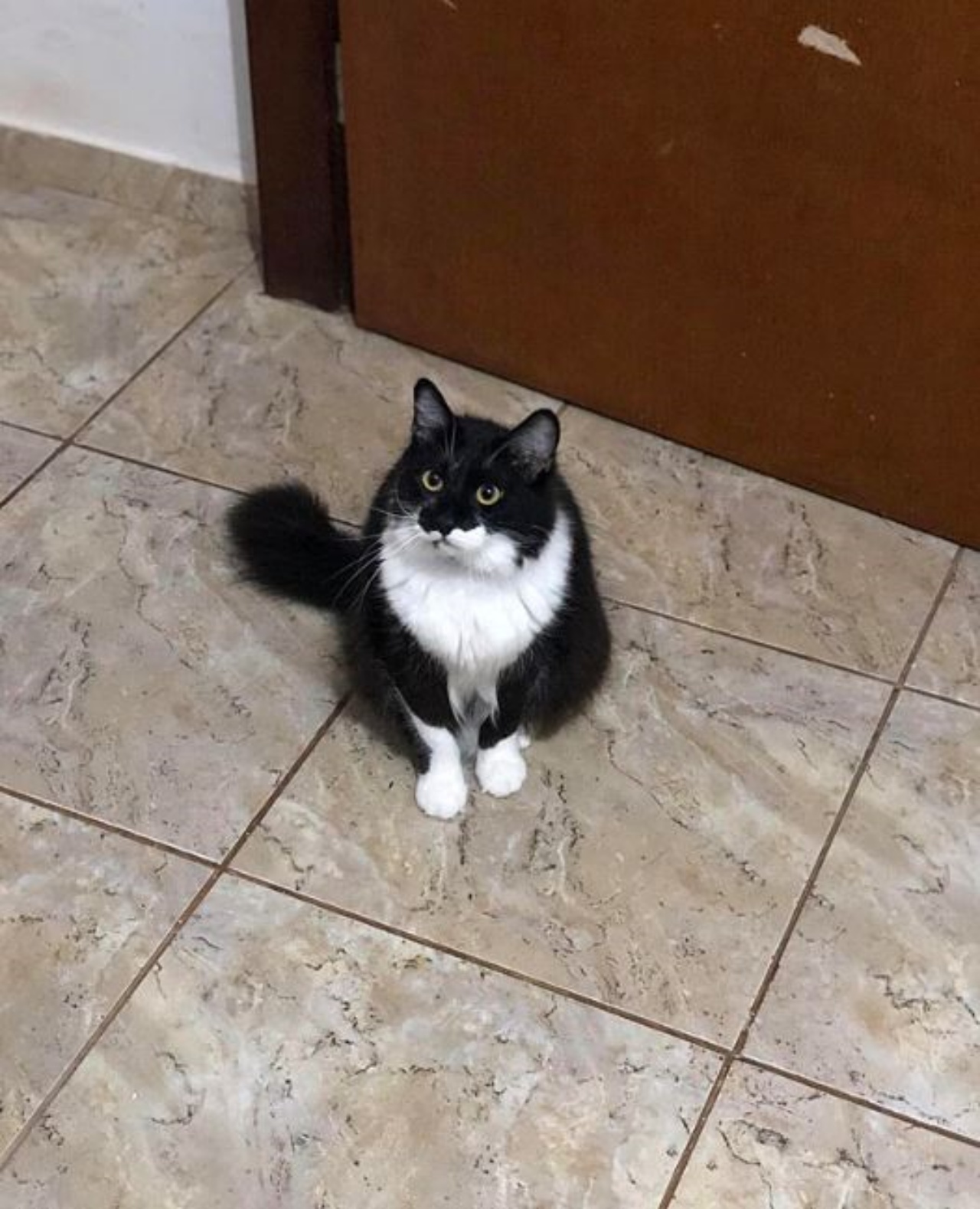 Un gatto in casa dal mantello bianco e nero