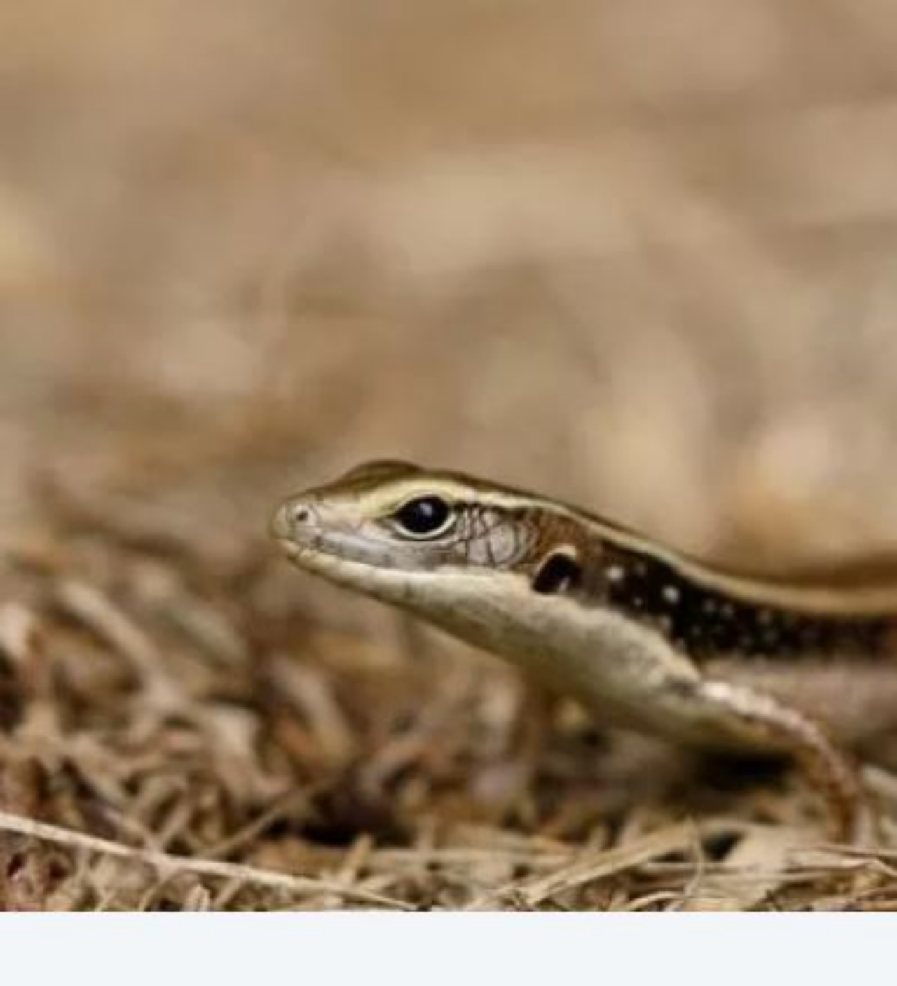 Una piccola lucertola della Nuova Zelanda