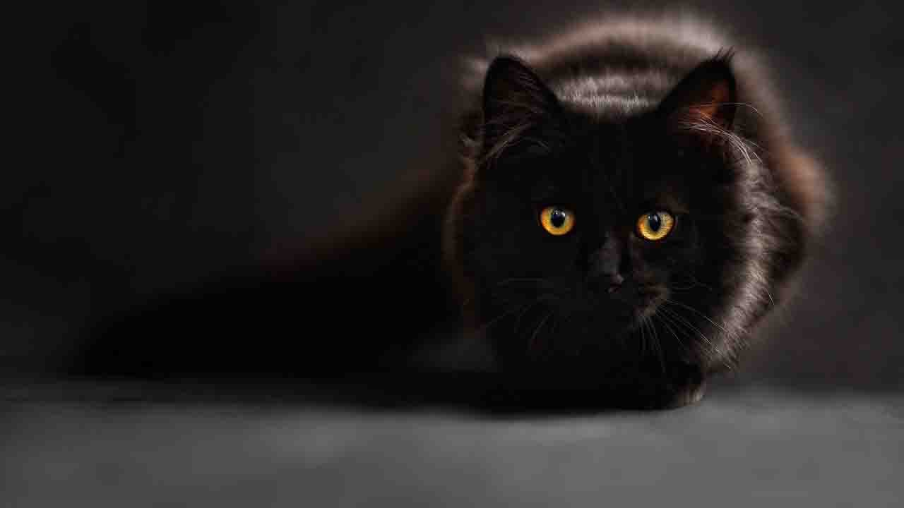 Gatto con la pelliccia nera