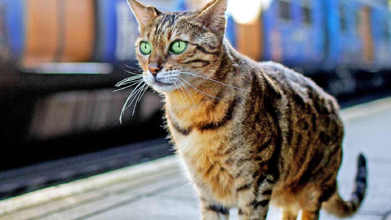 Gatto alla stazione dei treni