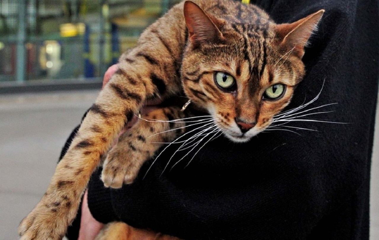 Gatto del Bengala in braccio