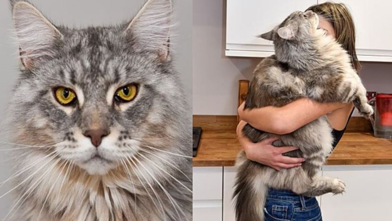 Un gatto di nome Murphy di razza Maine Coon