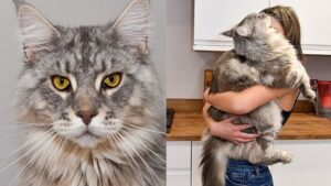 Murphy: il gatto gigante che viene scambiato per un animale selvatico