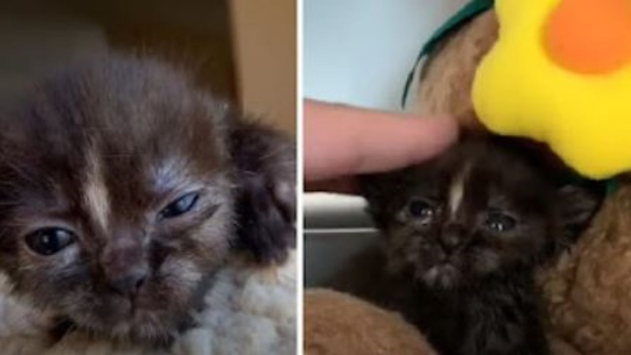 Un gattino dal pelo nero 