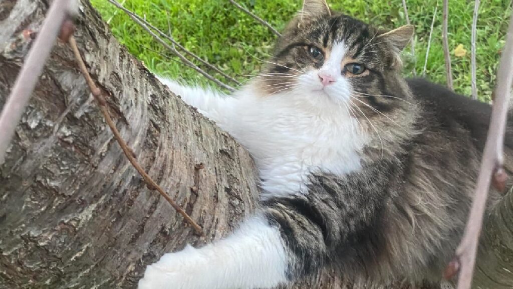 gatto gioca su albero