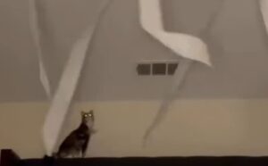 Il gatto ha un nuovo gioco con cui intrattenersi: ecco come inventare un passatempo per il proprio micio (VIDEO)