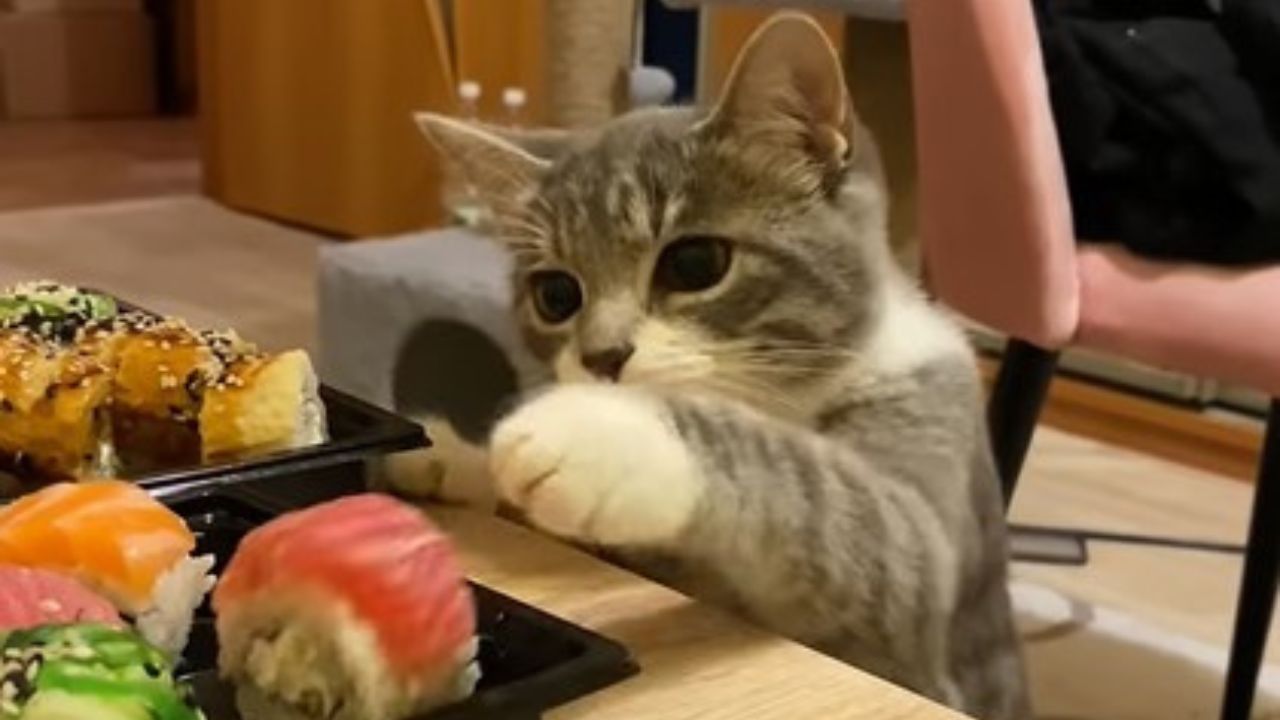 gatto ruba cibo