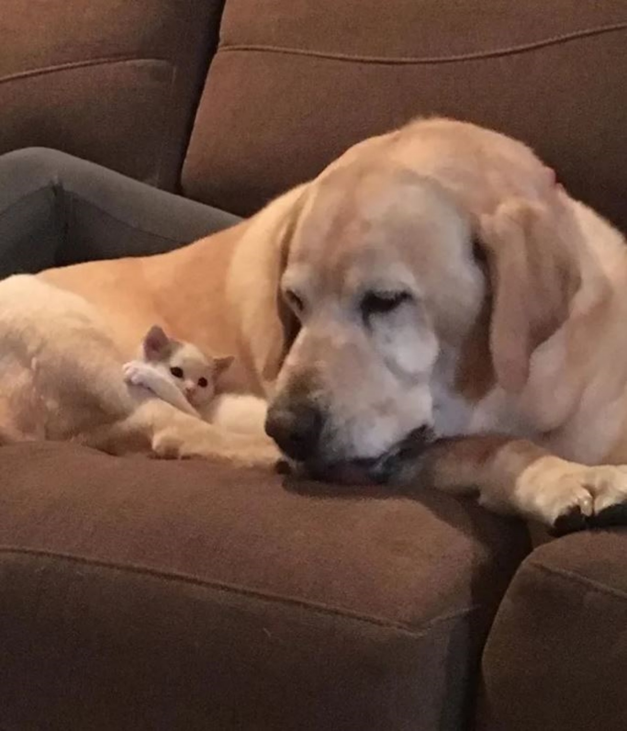 Una gattina di nome Polly insieme ad un cane