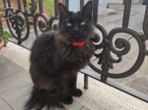 Porto San Giorgio, denunciato lo smarrimento di una gatta nera dal pelo lungo, della piccola ancora nessuna traccia