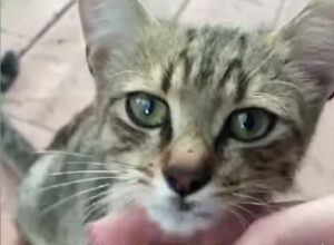 Staffetta dell’amore e della solidarietà per salvare la vita al gattino Ricky