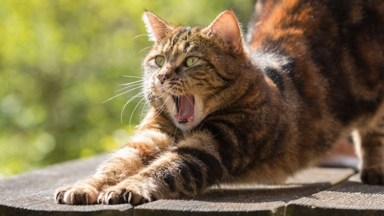 Un gatto tigrato che si stiracchia al sole