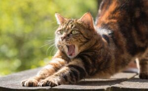 Gattino giocando in giardino scopre una nuova specie di lucertola