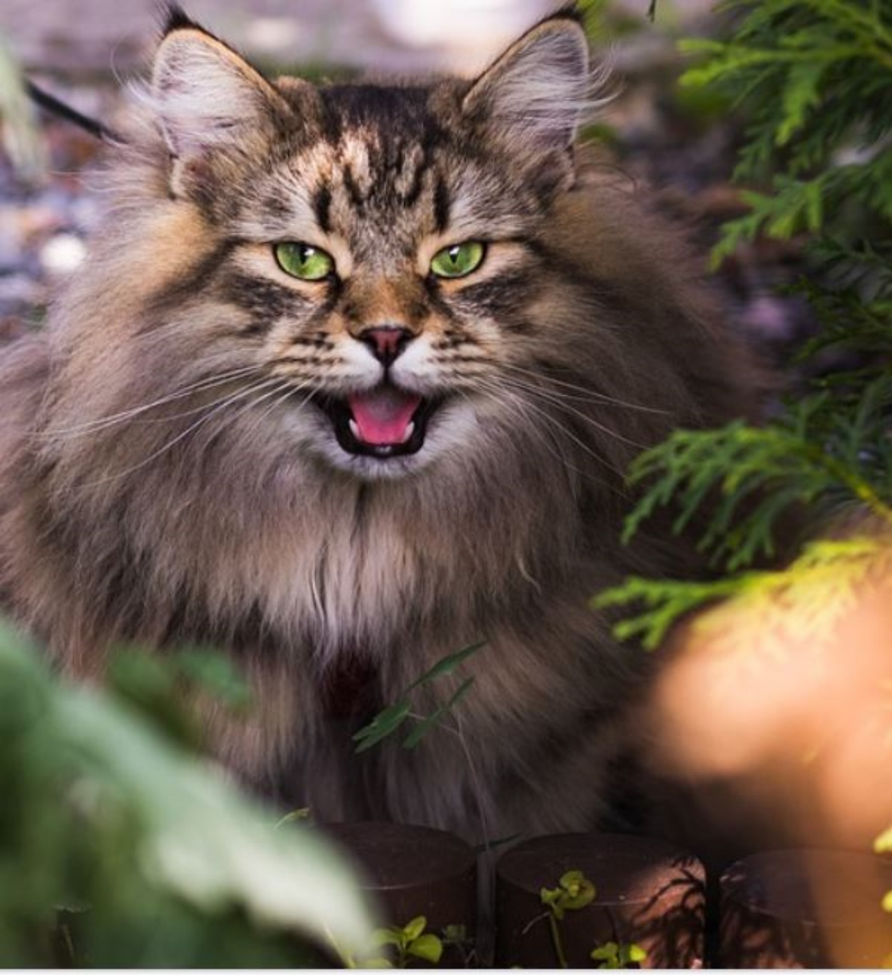 Un gatto immerso nella natura