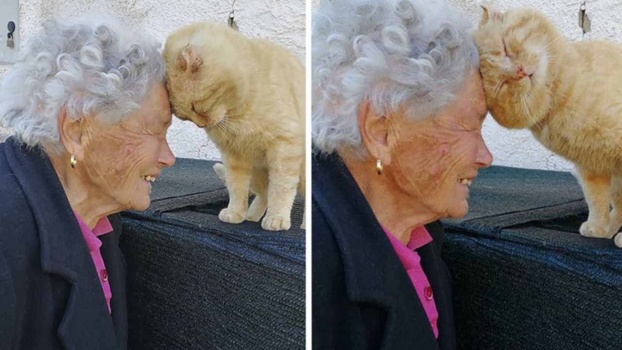 nonna con gatto arancione