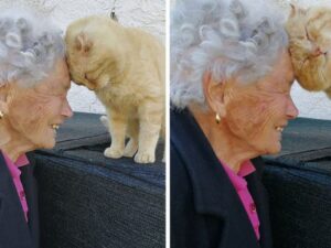 Una nonna si ricongiunge col suo gatto dopo 4 anni