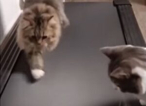 I simpatici gatti scoprono per la prima volta il tapis roulant: il video è tutto da ridere (VIDEO)