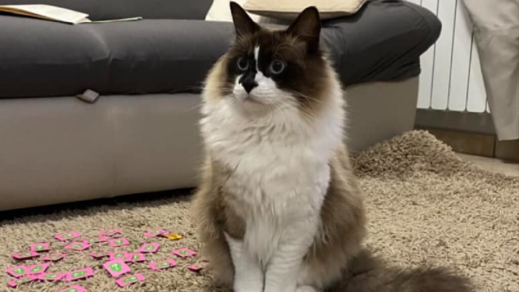 gatto teddy mix ragdoll snowshoe