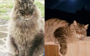 Susano, introvabile il povero Otto, questo gatto è sparito più di 4 mesi fa