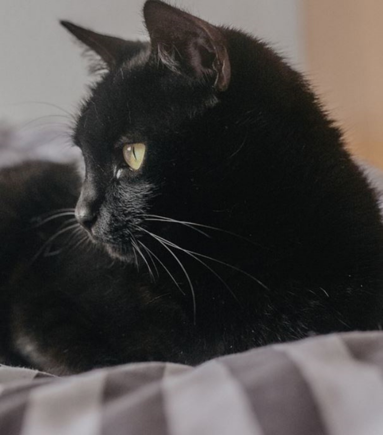 Un gatto nero sul letto