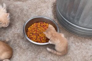 Tiny Timmy è il gattino più piccolo della cucciolata, ma sa bene come farsi rispettare (VIDEO)