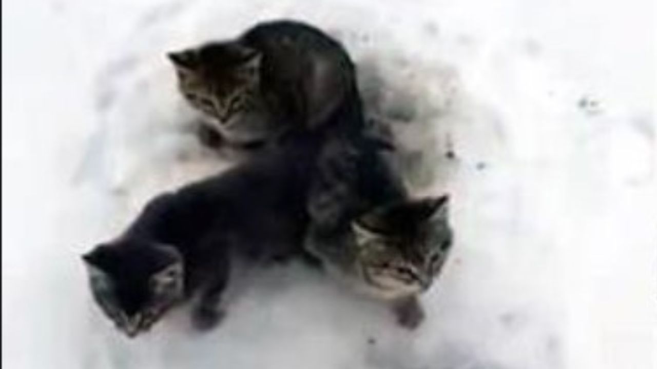 tre gatti nella neve