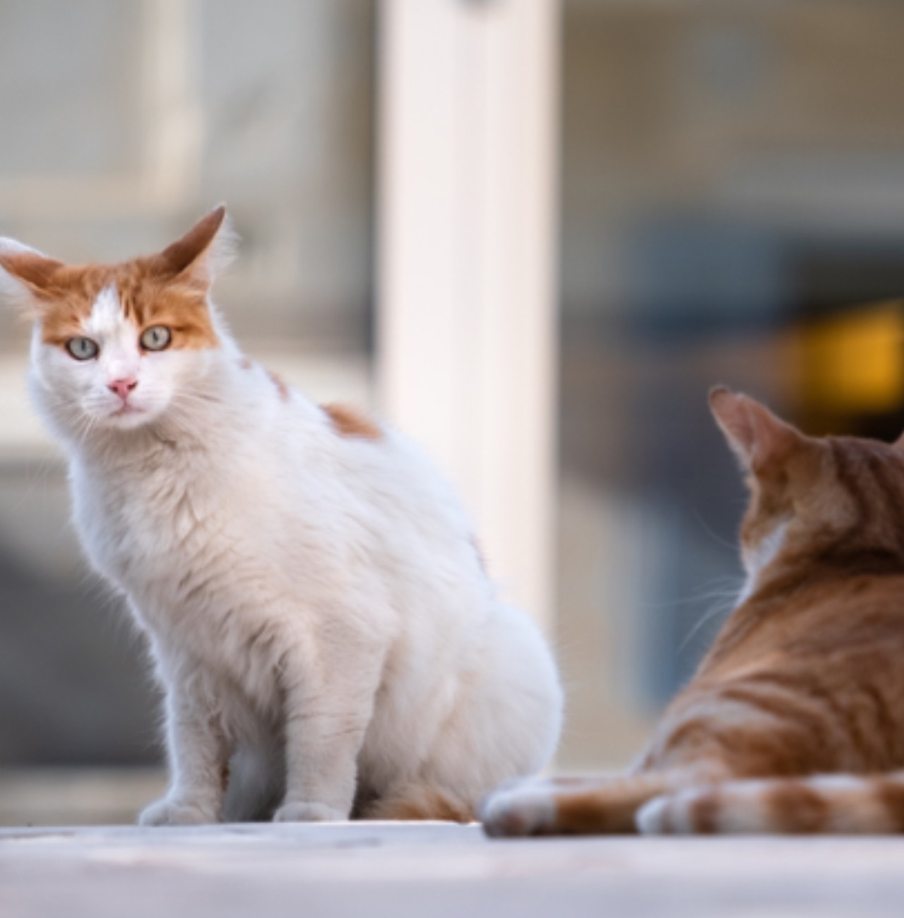 Due gatti si scambiano un’occhiata