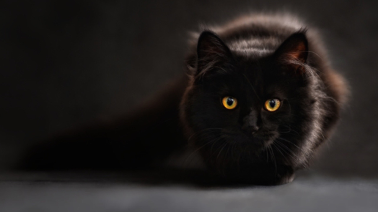 Gatto nero guarda la fotocamera