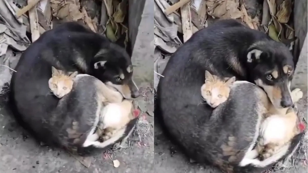 Cane e gatto abbracciati