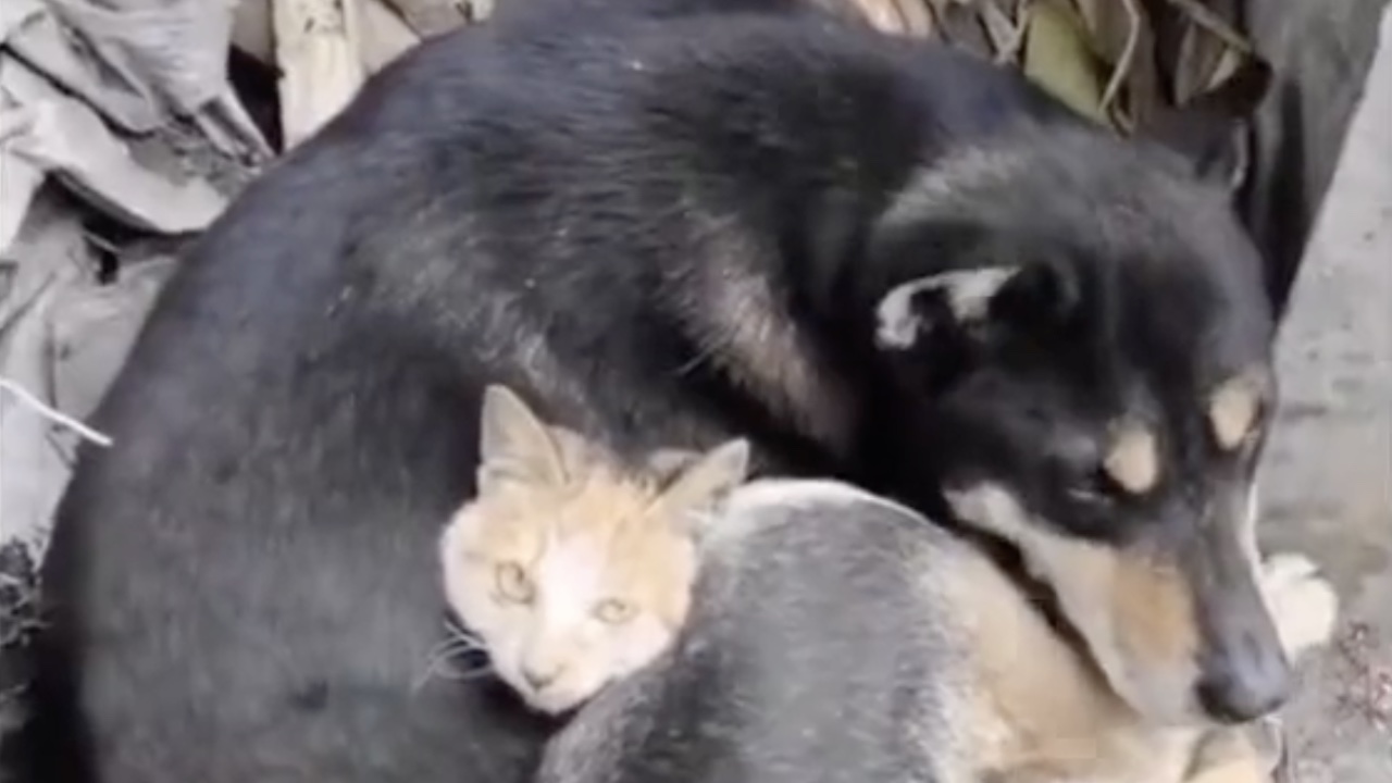 Cane insieme a gatto