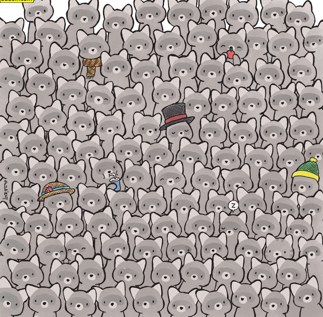 gatto e procioni