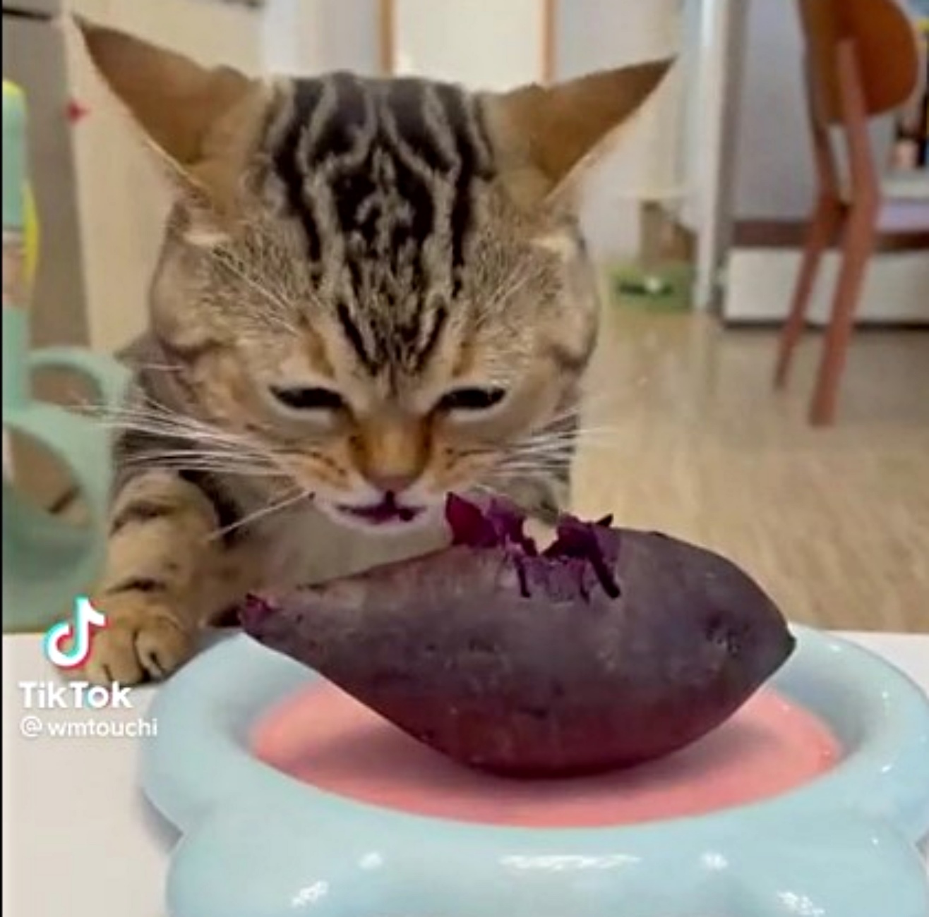 gattino mangia patate