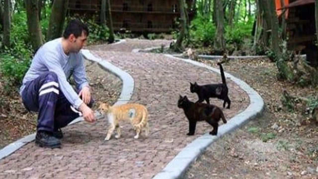 una città per gatti