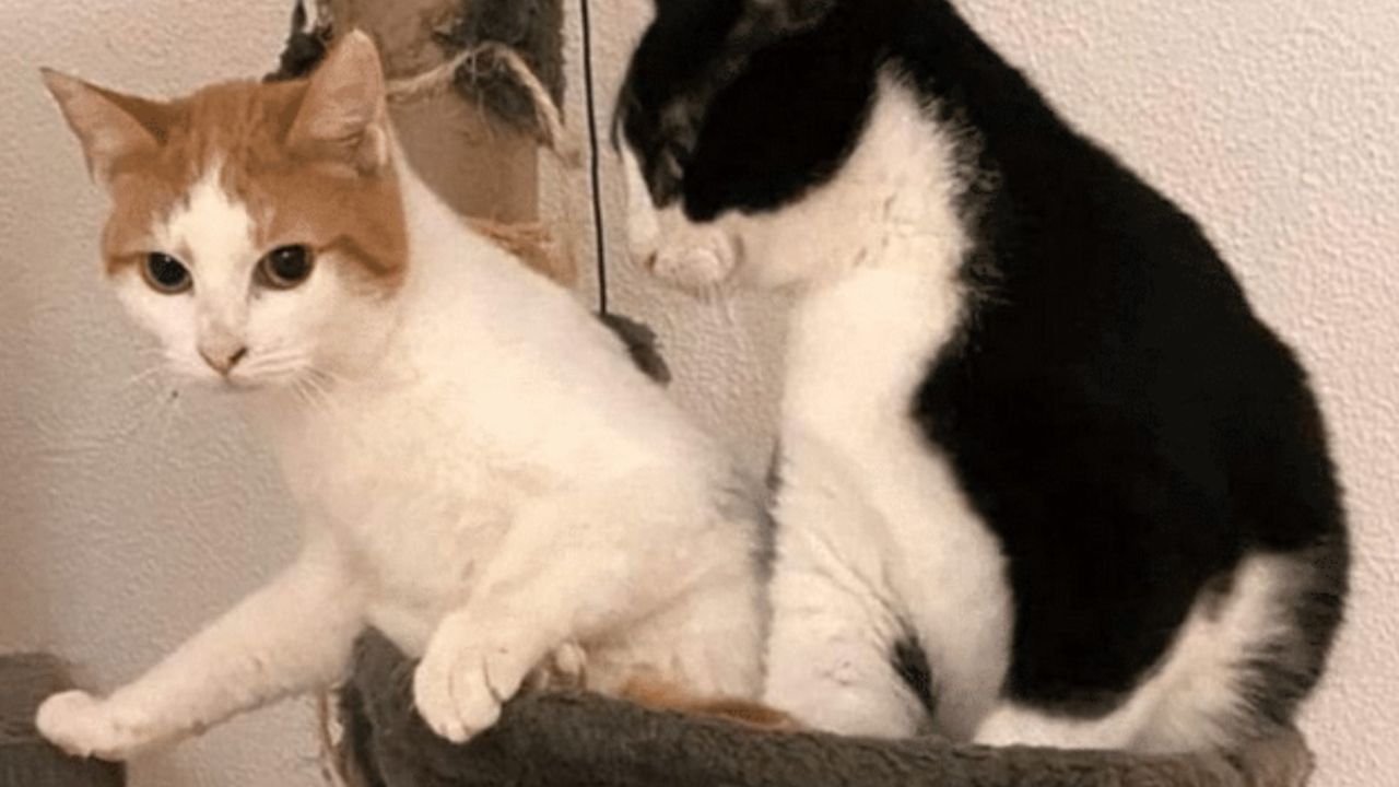 gatti insieme su di un tira graffi 