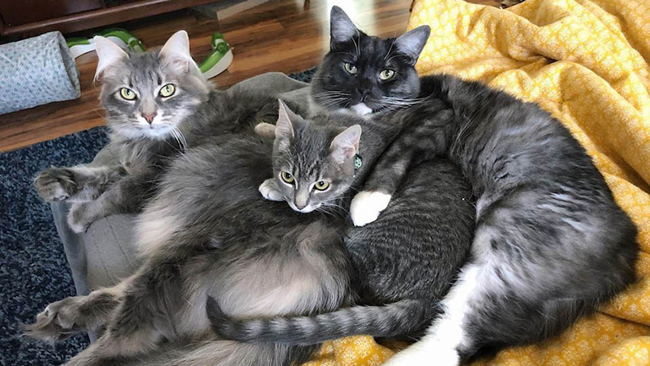 Tre gatti in casa