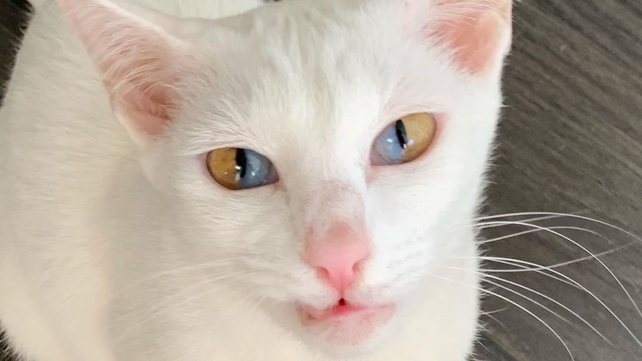 Occhi blu e marroni gatta