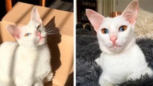 Gattina ha occhi bicolore