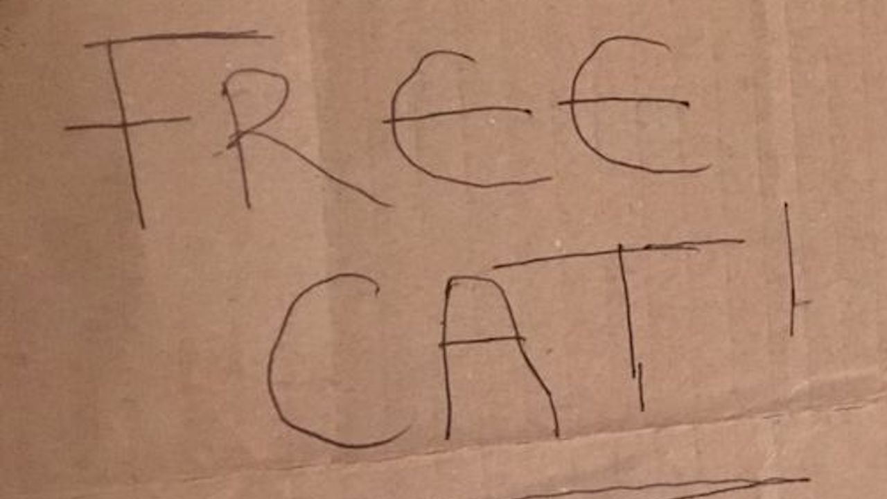 Cartone con la scritta "Free cat"