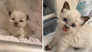 La trasformazione di questo gattino è da fiaba: dopo il salvataggio è rinato