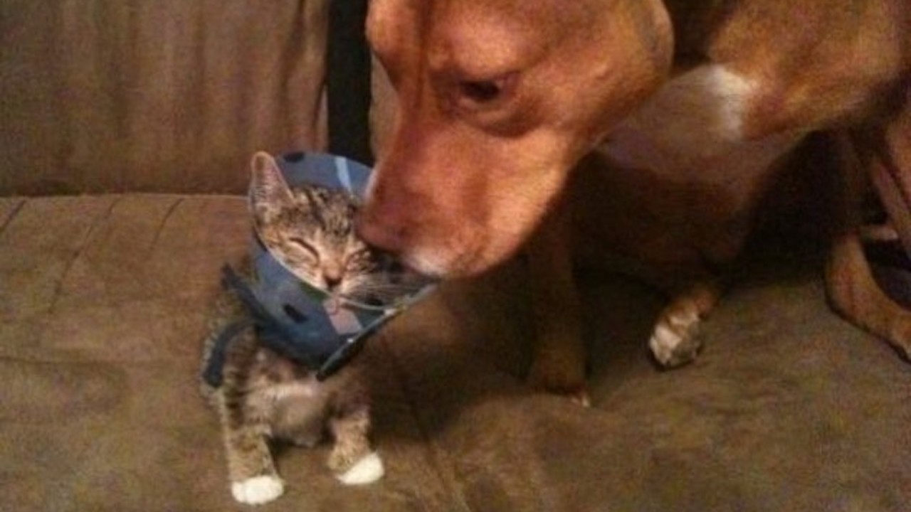 Gattino con collare rincuorato dal cane
