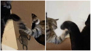 Il gatto “schiaffeggia” la sua sorellina felina per difendere la sua preziosa scatola di cartone