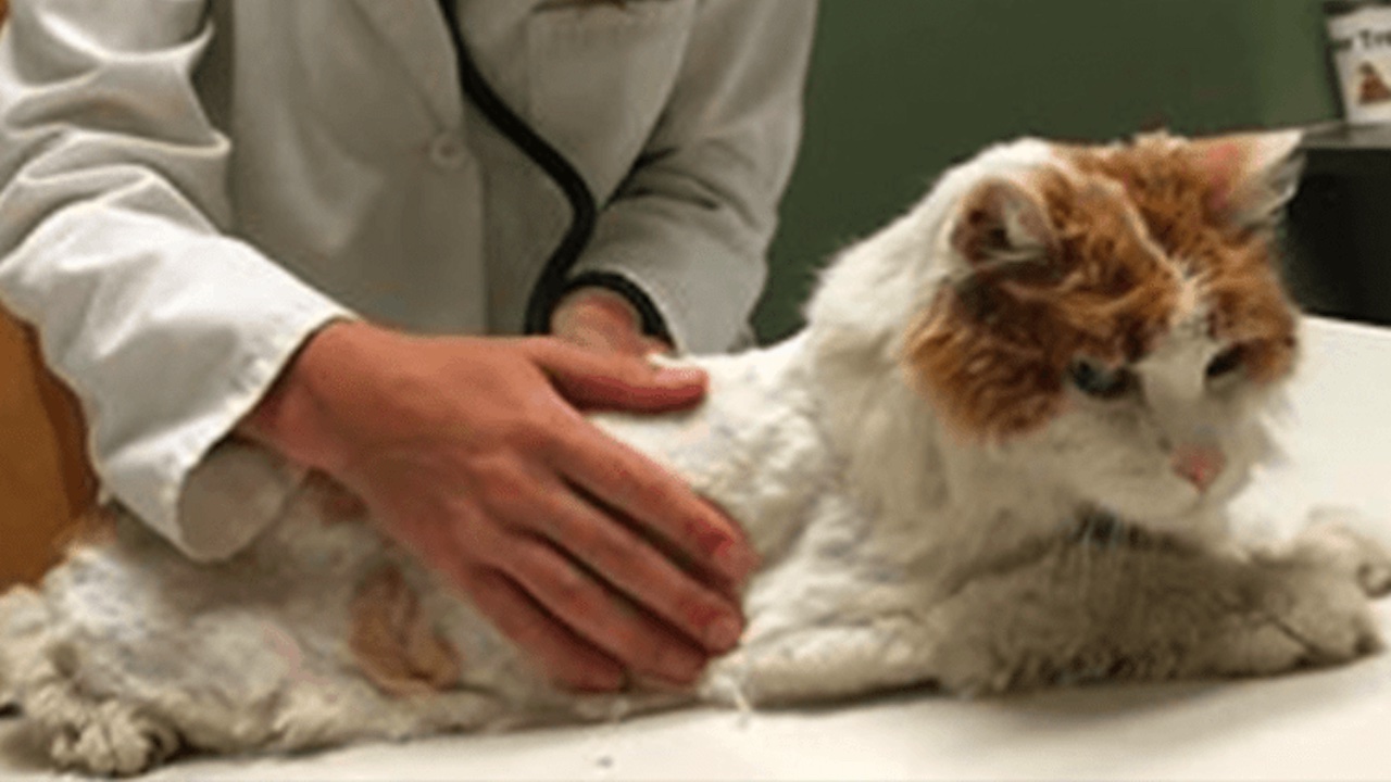 Veterinario cura gatto anziano